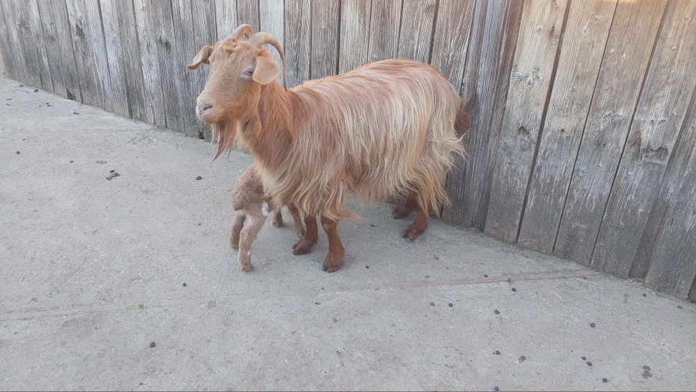 De vânzare capră cu ied