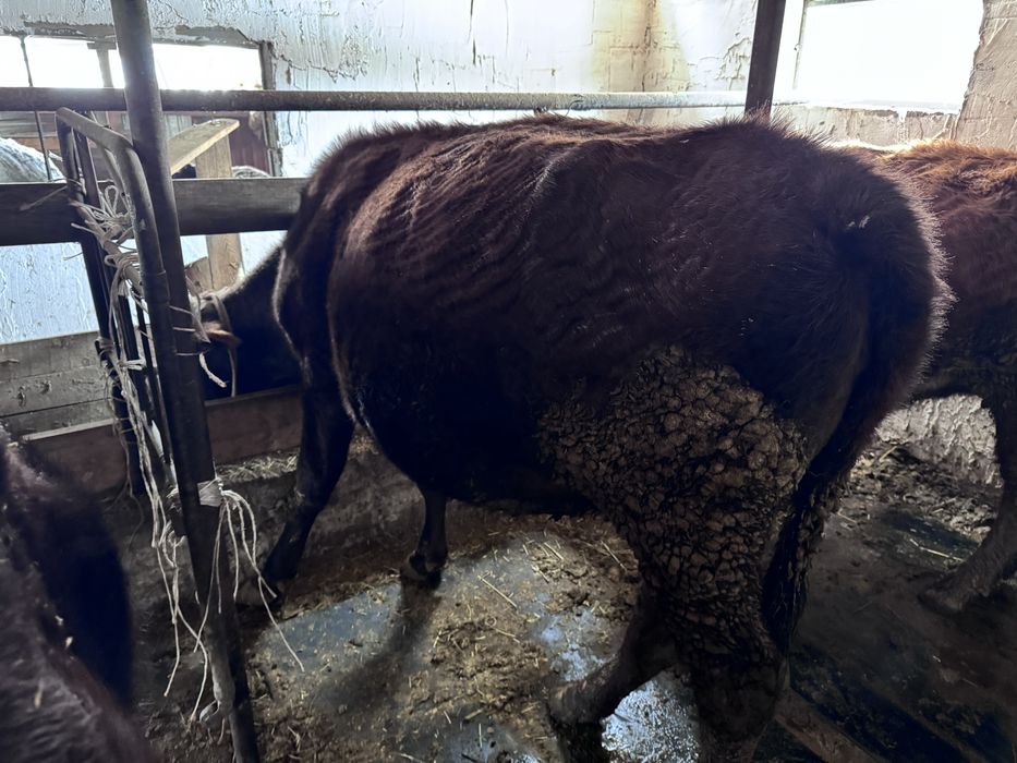 Сиыр ұрғашы сиыр