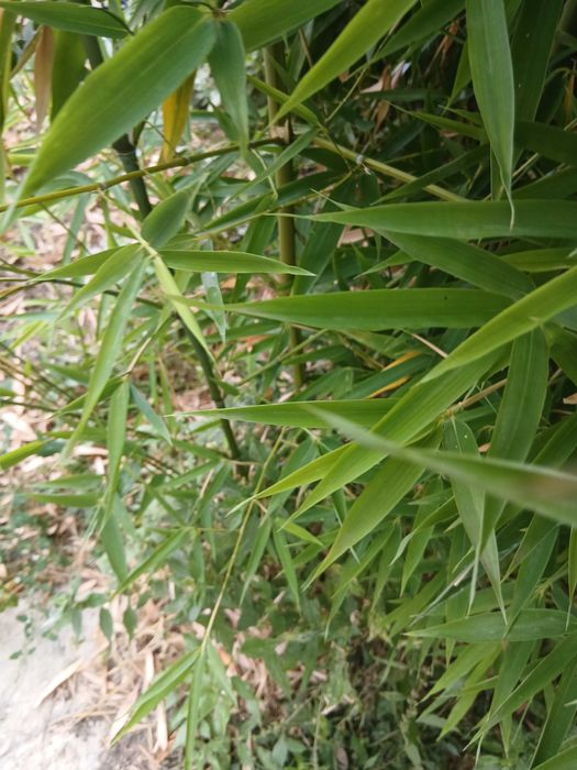 Bambuk rasad vechno zelen