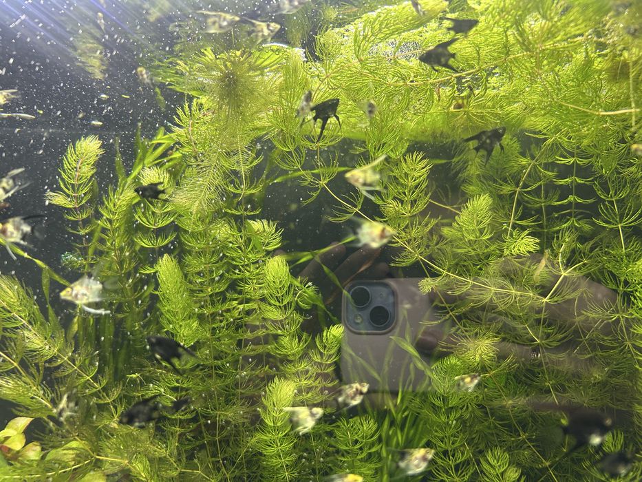 Продам мальков скалярии