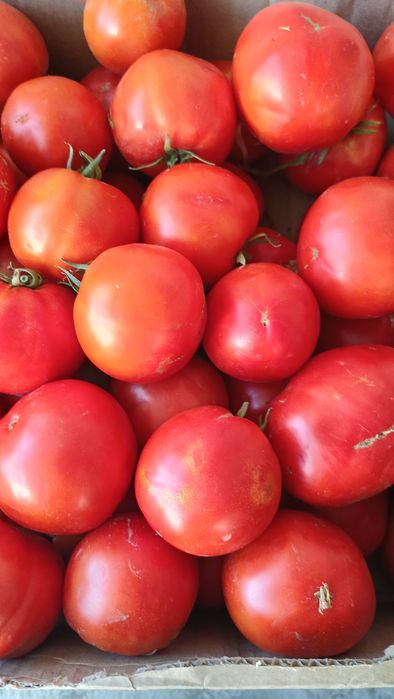 Продам помидоры красные