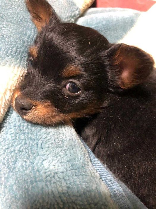 Продам щенка той-терьера