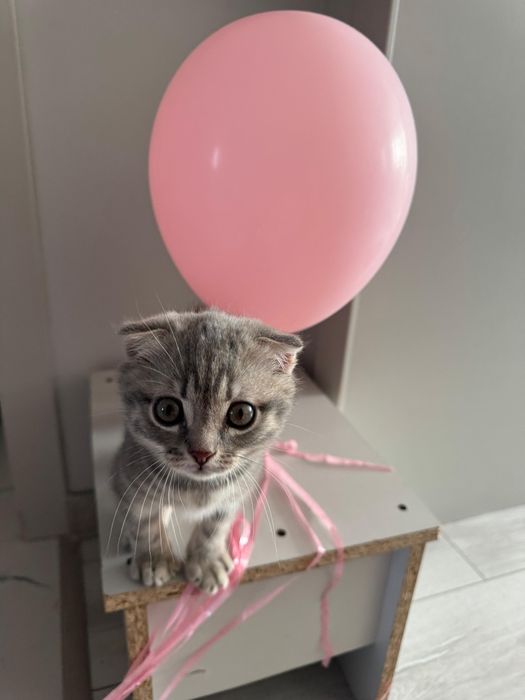 Котёнок британский