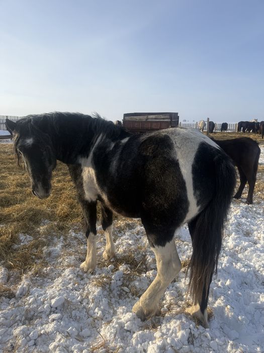 Продам кунан трех летка