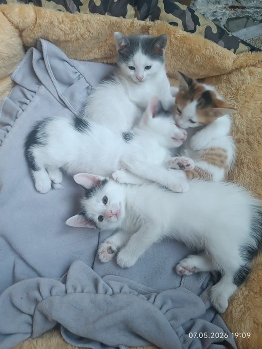 Котета търсят семейство