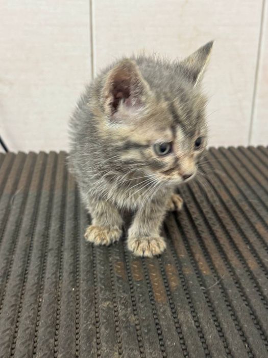 ПОДАРЯВАМЕ ВАКСИНИРАНО ЖЕНСКО КОТЕ с хигиенни навици