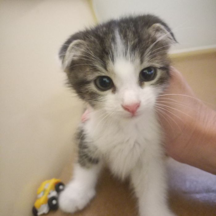 Вислоухие котята 1,5 месяц мальчик девочка