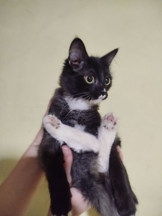 Котята! Бесплатно с доставкой