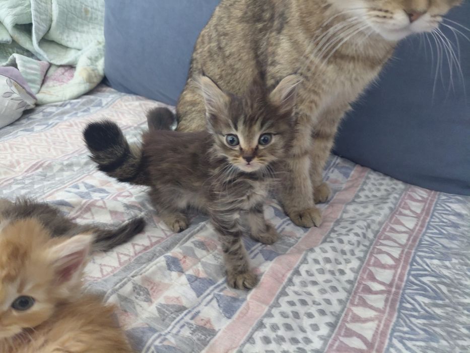 пол мейн-кун отец персидская кошка