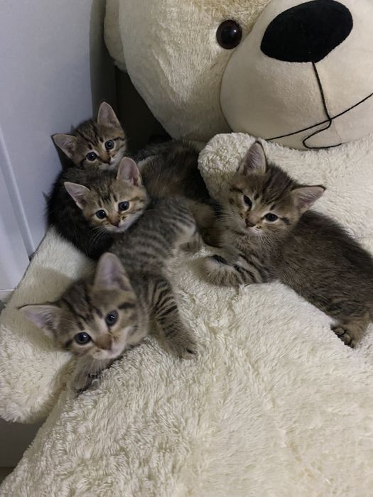 Отдам котят бесплатно