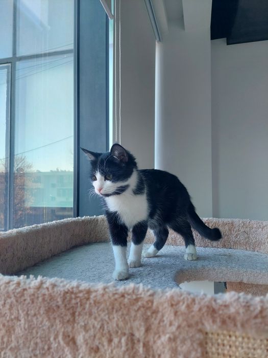 Котенок девочка Ташкент