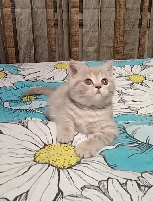 Шоу класс! Девочка.