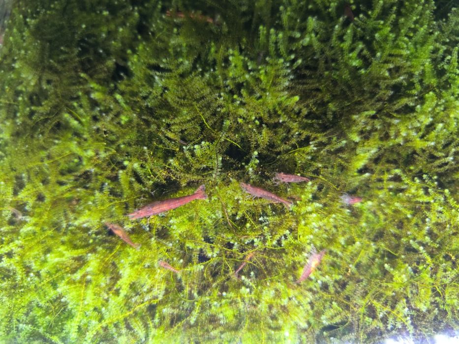 !Креветки вишни!(кусочек яванского мха в подарок)