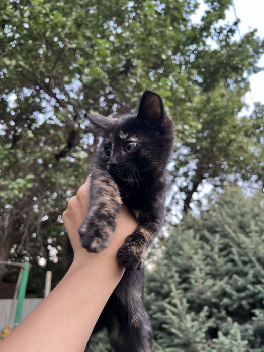 Отдам котенка в добрые руки