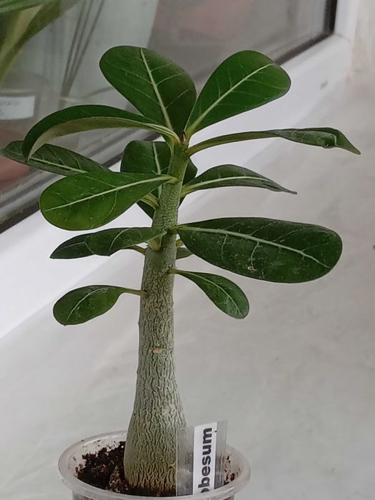 Сансевиерия,крассулы и др,