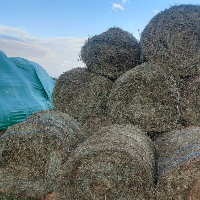 Baloți rotunzi lucerna