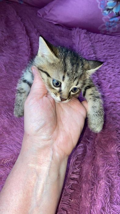 Котята в хорошие руки