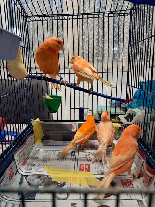 Продавам канарчета