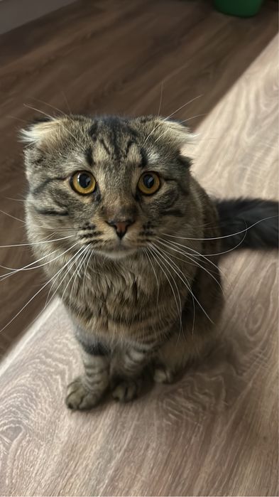 Продам домашнего кота очень спокойный