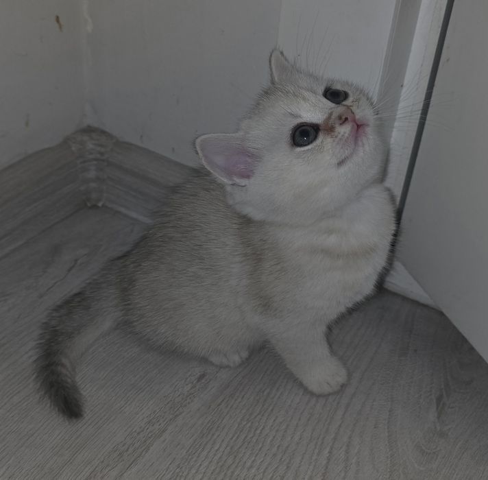 Toza qon mushukchalar sotiladi.