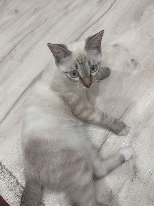 Отдам в хорошие руки кота