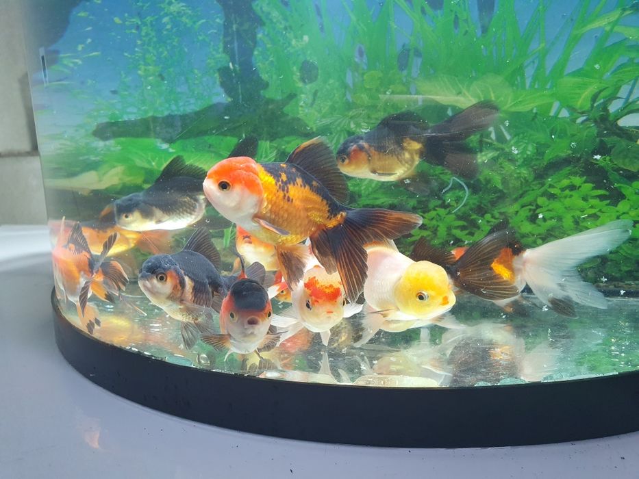 Carasi Oranda diverse culori