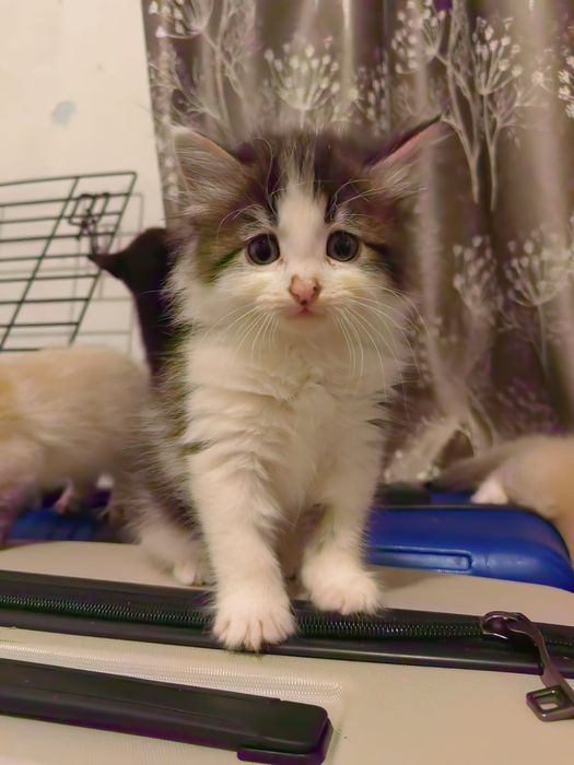 Котята в хорошие руки