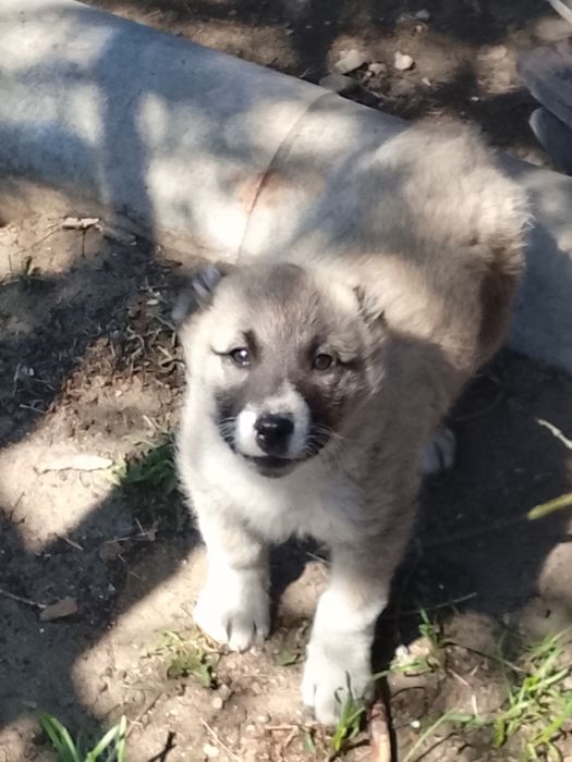 Продам девочку щенка в добрые руки