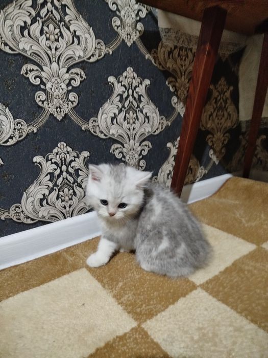 Британка Шиншилла