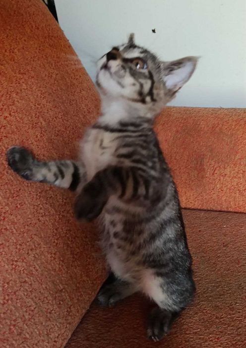 Котята в добрые руки! Смотрите фото