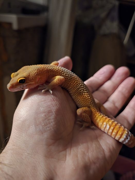 Эублефар Super Hypo Tangerine Carrot Tail