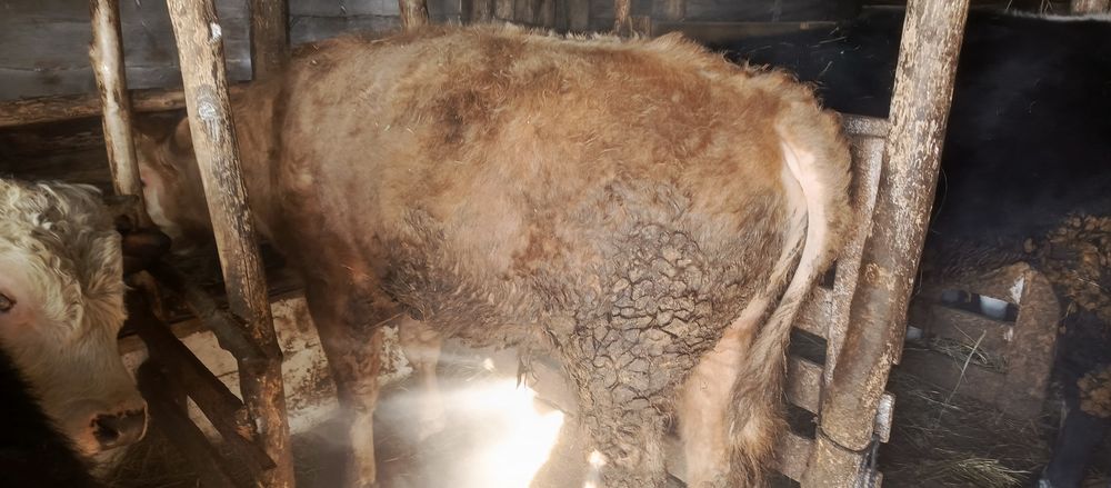 Молодняк продоётся