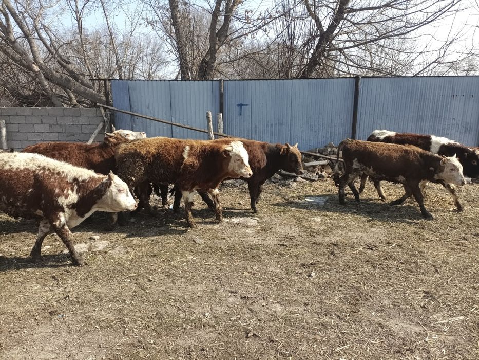 Бұзау тайыншалар