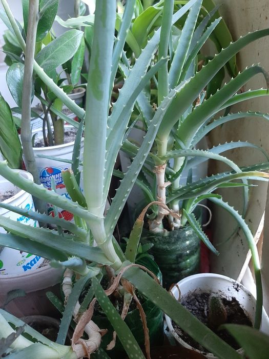 Доллоровое дерево, алоэ, кактус