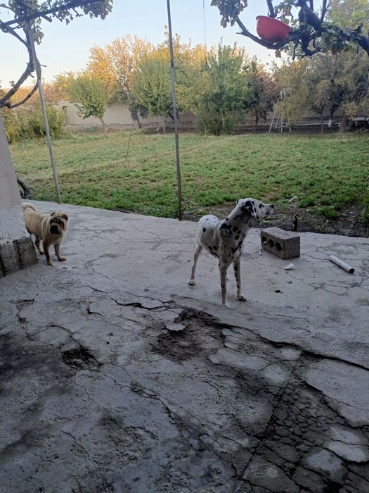 Dalmatin it toza zotli