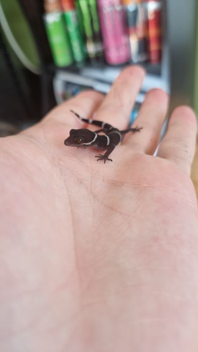 Vand cave gecko, U.milli