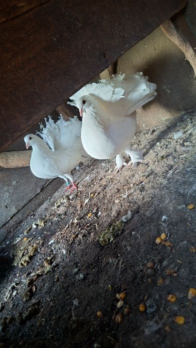 Vând 4 femele voiajor și o pereche de voltați