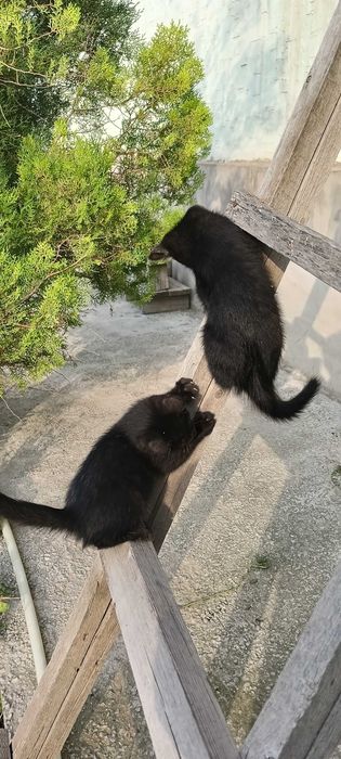 Отдадим котенка, мальчик