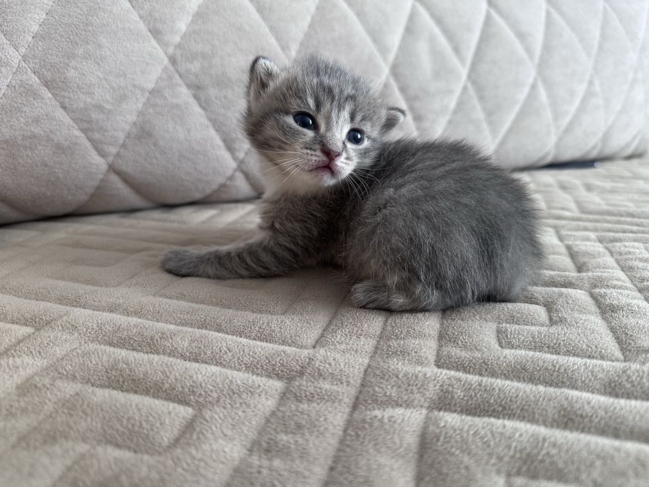 Отдам кошку и котенка