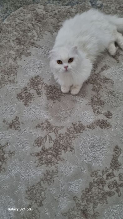 Чистокровная Скотиш-фолд Шотландская вислоухая кошка