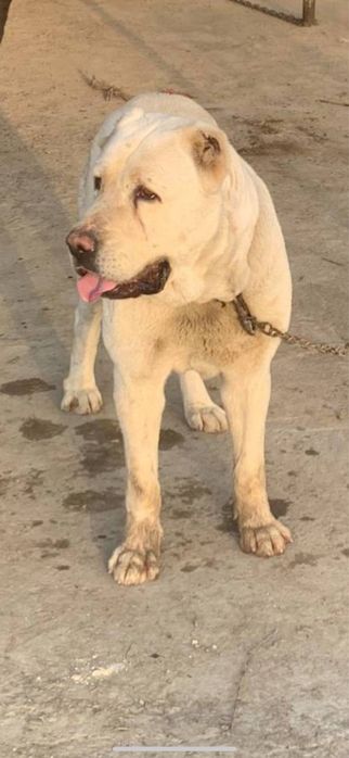 IT sotiladi ismi Avj