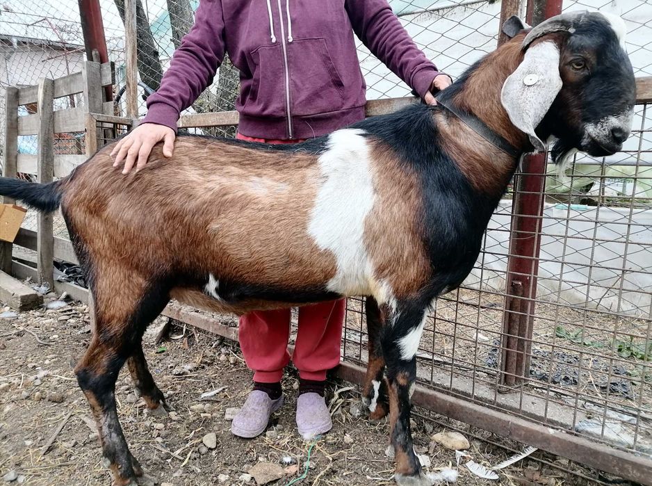 Vând 1 țap anglonubian
