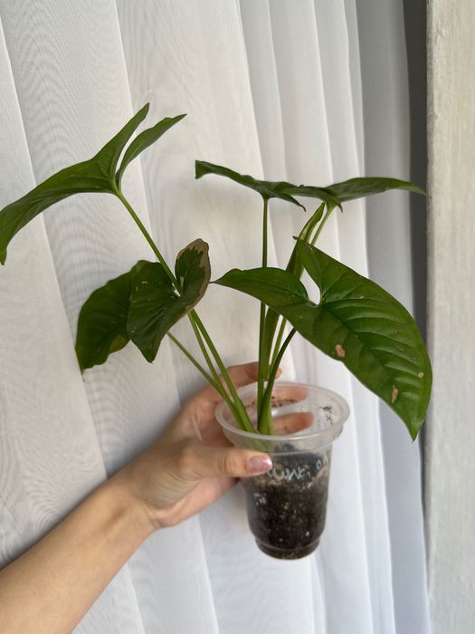 Сингониумы сортовые