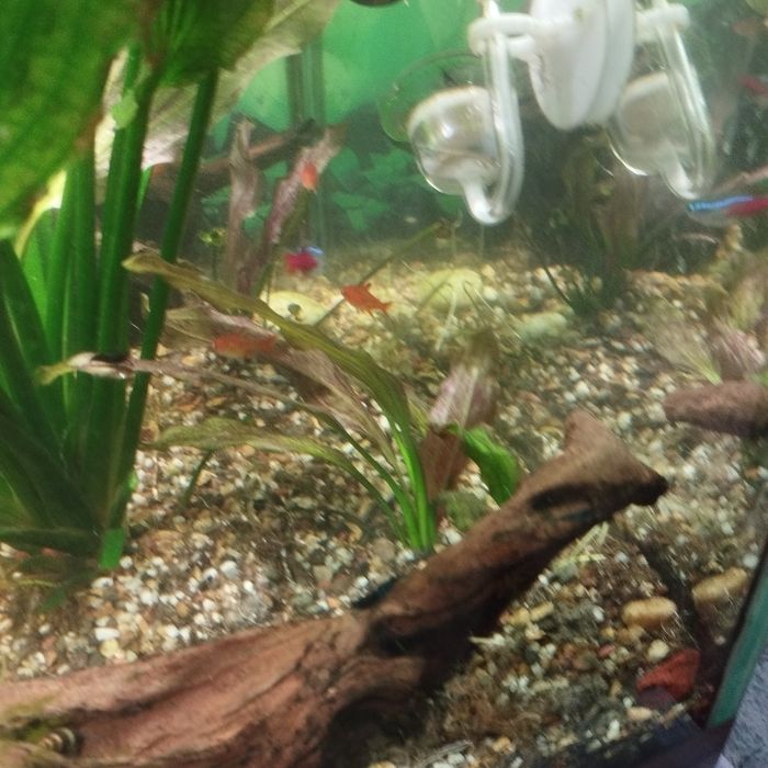 эхинодорус аквариумное растение