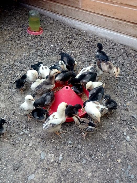 Продам бойцовых цыплят!