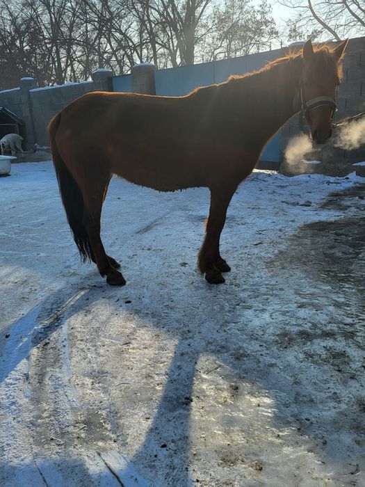 Продам кабылу 6 лет
