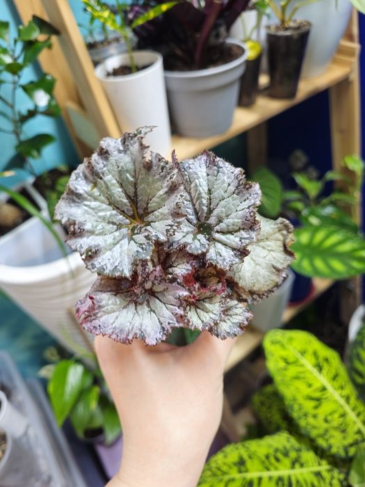 Бегония разных сортов