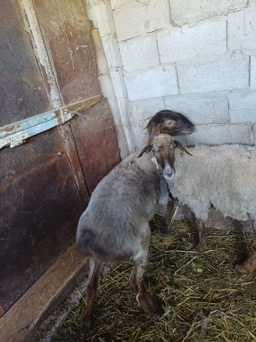 Семіз қой  сатылады