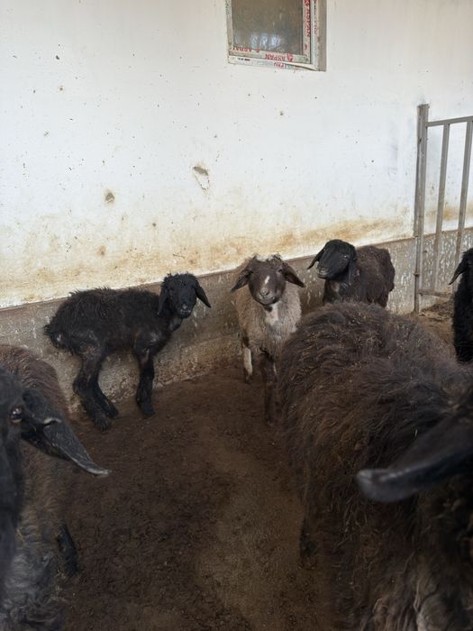 Қозылар бар келісіммен