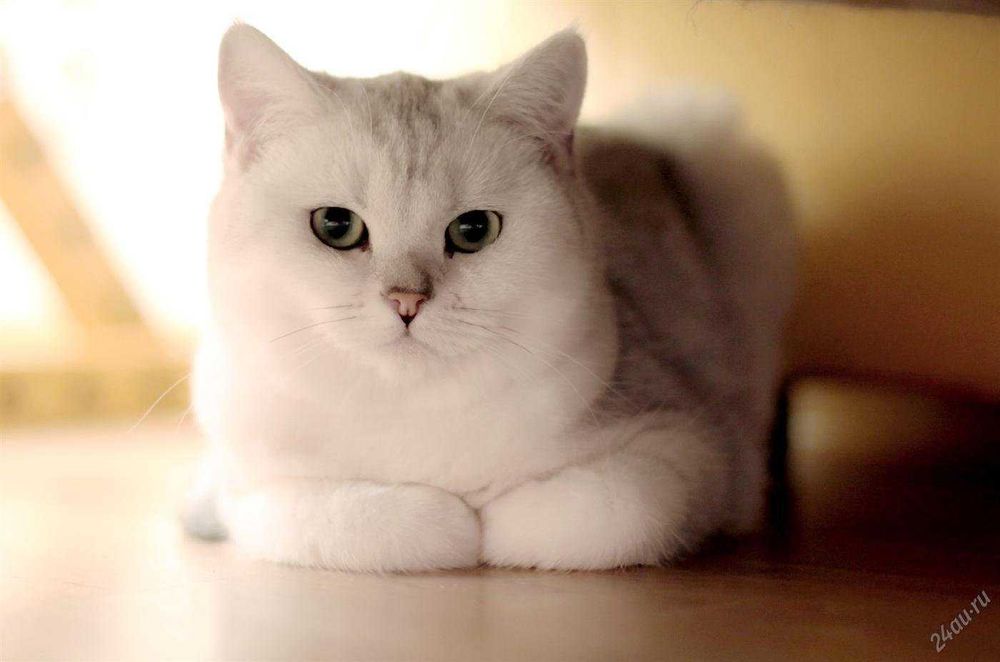 Продам британского кота в дорогом окрасе
